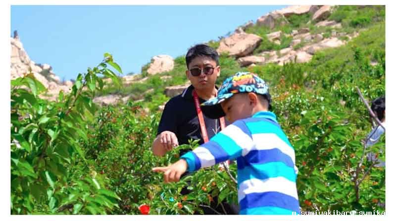 以节会友 赴一场樱桃的盛宴 以节会友 赴一场樱桃的盛宴